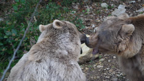 Zwei-Bären,-Ursus-Arctos-Syriacus,-Zeigen-Einander-Ihre-Zähne.-Montpellier
